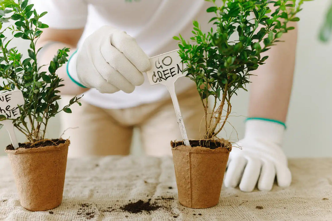 Two potted plants with small green leaves and a ’Go Green’ sign between them.