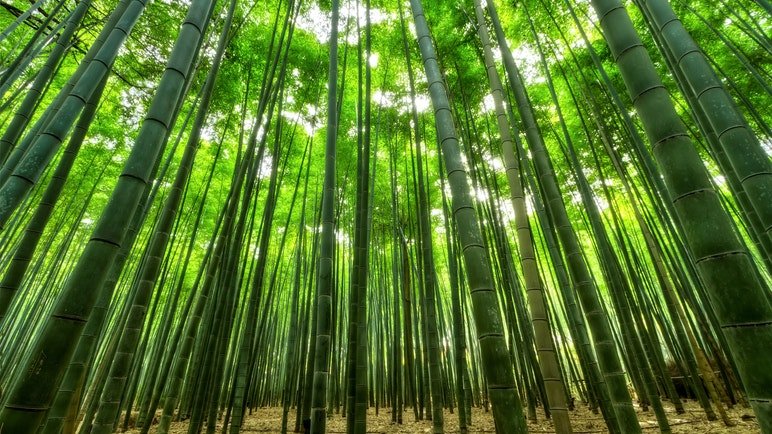 Bamboo – sustainable or not? - EcofiedHome