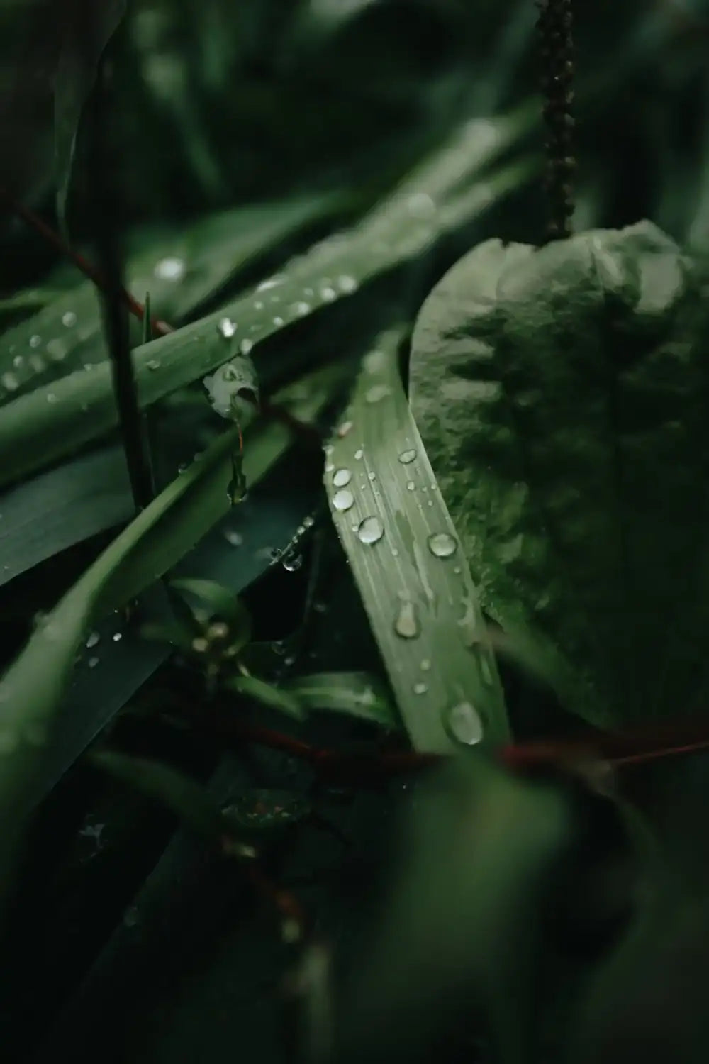 Blade of grass with water droplets clinging to its surface.