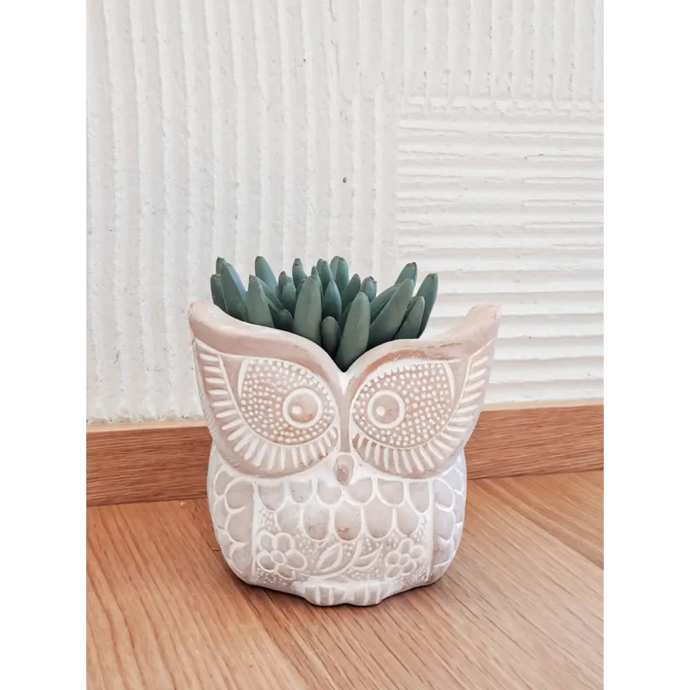 Terracotta Pot - Big Eye Owl - EcofiedHome