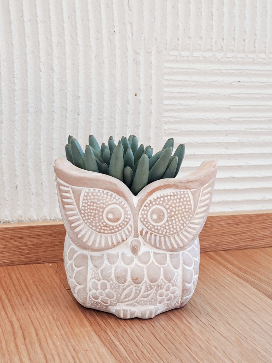 Terracotta Pot - Big Eye Owl - EcofiedHome