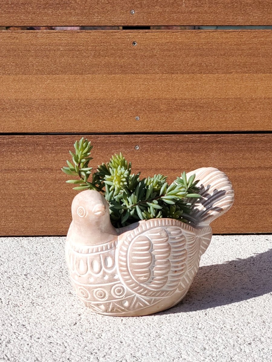 Terracotta Pot - Turtle Dove - EcofiedHome